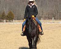 flashy-friesian-horse