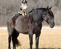 husband-safe-friesian-horse