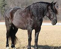 kid-safe-friesian-horse