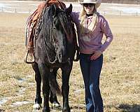 parade-friesian-horse