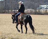 performance-friesian-horse