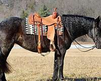 ridden-english-friesian-horse