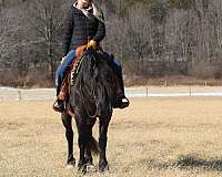 ridden-western-friesian-horse