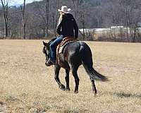 team-driving-friesian-horse