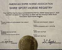 athletic-shire-donkey