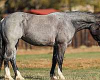 dressage-shire-donkey