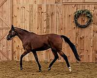 thoroughbred-horse-for-sale