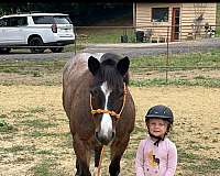 red-roan-roan-companion-pony