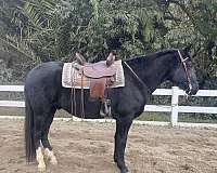 peruvian-paso-gelding