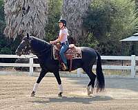 peruvian-paso-gelding