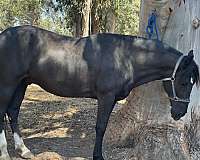 peruvian-paso-horse-for-sale