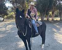 anyone-can-ride-peruvian-paso-horse