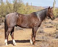 all-around-quarter-horse