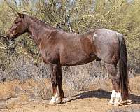 ranch-quarter-horse