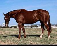 athletic-quarter-horse