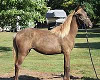 breeding-kentucky-mountain-horse