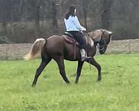 dappled-kentucky-mountain-horse