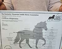 experienced-kentucky-mountain-horse