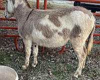 donkey-mare