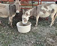 miniature-jenny-donkey