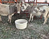 ready-for-a-new-home-donkey