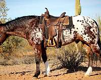 beginner-appaloosa-horse