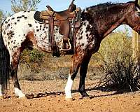 calf-roping-appaloosa-horse