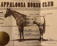 athletic-appaloosa-horse