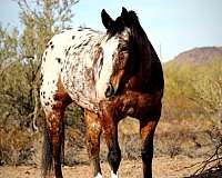 flashy-appaloosa-horse