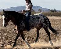 performance-appaloosa-horse