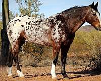 husband-safe-appaloosa-horse