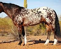 kid-safe-appaloosa-horse