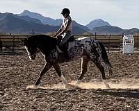 ranch-versatility-appaloosa-horse