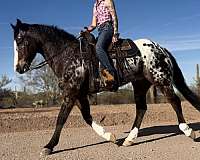 ranch-work-appaloosa-horse