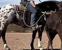 ridden-english-appaloosa-horse