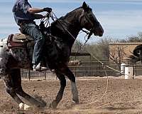 ridden-western-appaloosa-horse