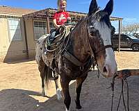 roping-appaloosa-horse