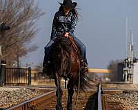 athletic-friesian-horse