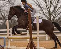 cross-friesian-horse