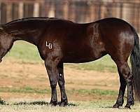 parade-friesian-horse