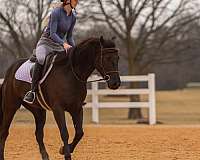 roping-friesian-horse