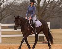 show-friesian-horse