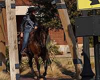 trail-riding-friesian-horse