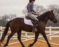 working-cattle-friesian-horse