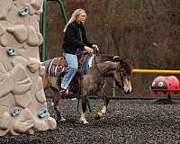 pinto-athletic-horse