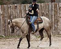 ridden-english-quarter-horse