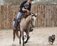 ridden-western-quarter-horse