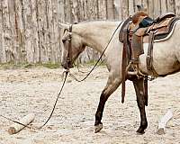 roping-quarter-horse