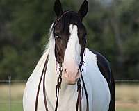 barrel-draft-horse