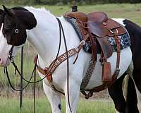 athletic-draft-horse